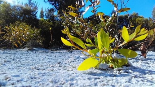 Surface level of leaves