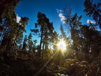 Sun shining through trees