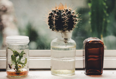 Close-up of potted plants in glass jar on table