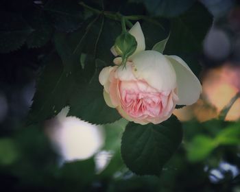 Close-up of pink rose flower