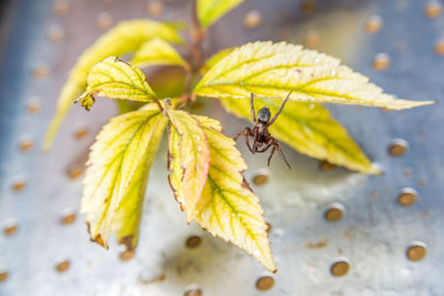 Close-up of insect on leaves