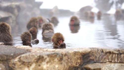 Monkeys in hot spring during winter