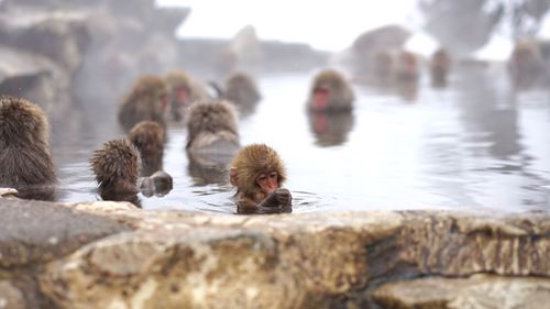 Flock of birds in water