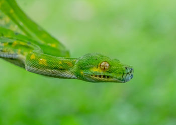 Close-up of lizard