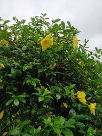 Close-up of yellow flowering plant