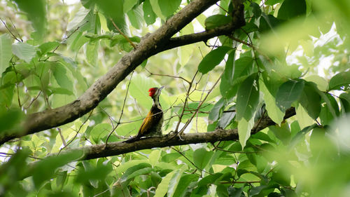 Low angle view of bird perching on tree