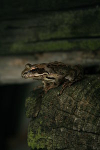 Close-up of frog on wood