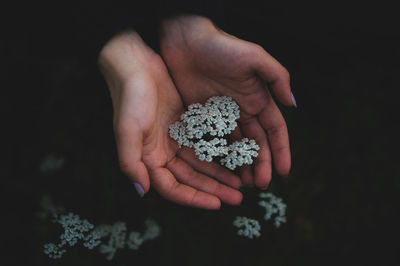 Cropped image of woman holding white flowers blooming outdoors