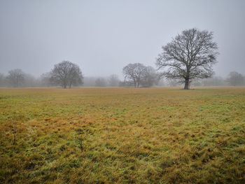 Bare trees on field against sky