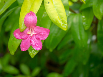 Close-up of raindrops on pink flower