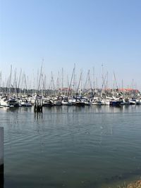 Sailboats in marina