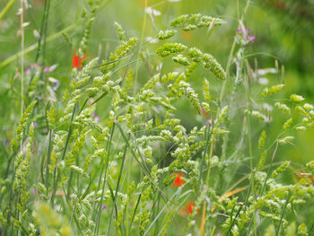 Close-up of berries on plant in field