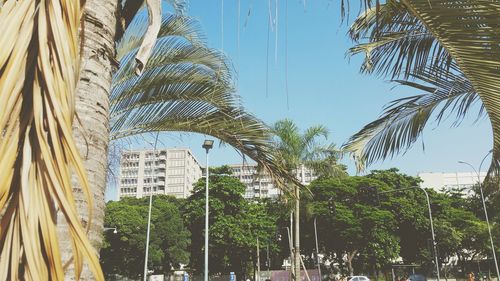 Palm trees against sky