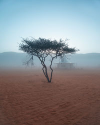 Bare tree on landscape against clear sky