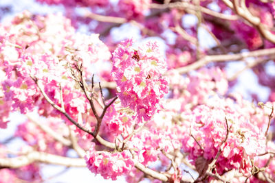 Close-up of pink cherry blossoms in spring