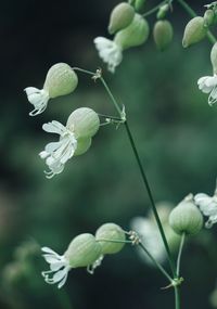 Close-up of flowering plant