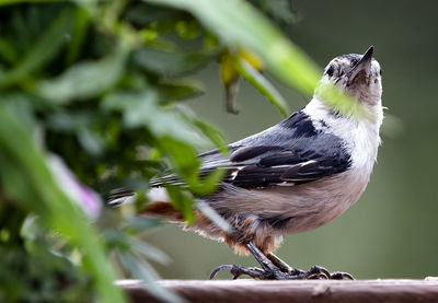 Close-up of bird perching on branch