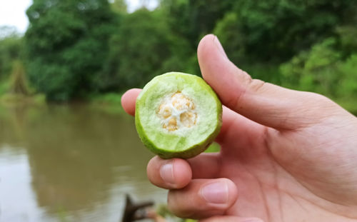 Close-up of hand holding fruit