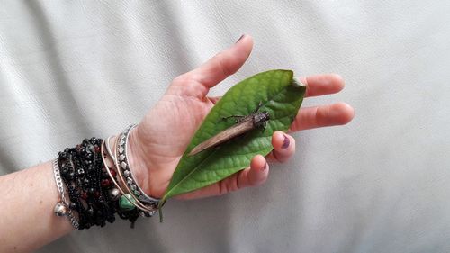 Close-up of hand holding leaf