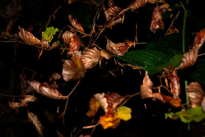 Close-up of wilted plant on field