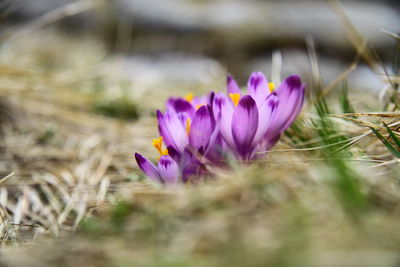 Close-up of crocus blooming outdoors