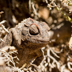 Close-up of chameleon sitting on bush