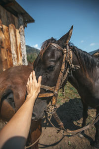 Midsection of a horse