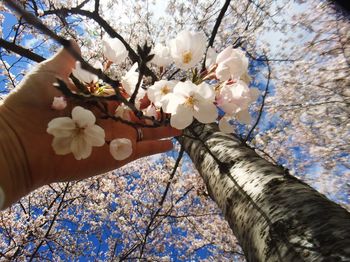 Low angle view of magnolia blossoms against sky