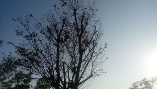 Low angle view of bare trees against sky