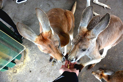 High angle view of hand-feeding kangaroos