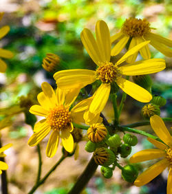 Close-up of yellow flowers blooming outdoors