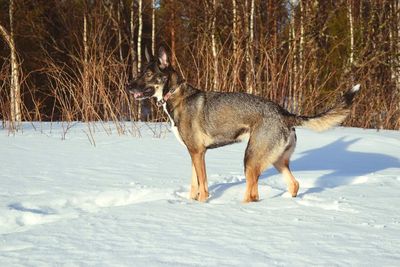 Dog on field during winter