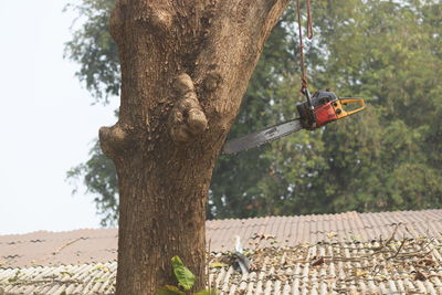 People are cutting down trees with a chainsaw engine.