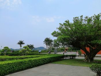 Scenic view of palm trees on field against sky