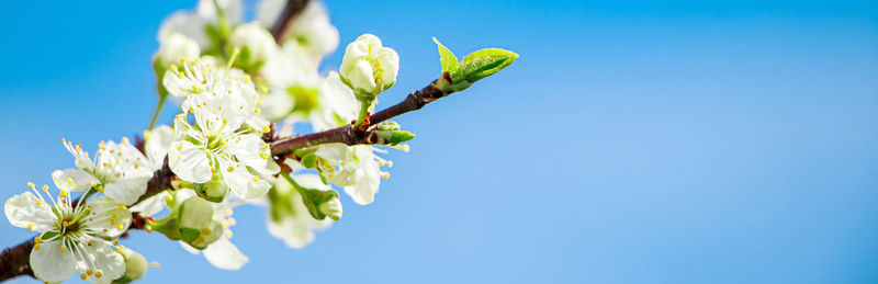 Flowering spring tree on blue sky background. fresh white flowers close up. banner format.