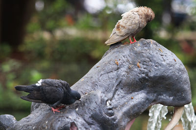 Close-up of bird perching on statue