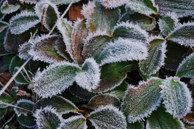 Close-up of leaves