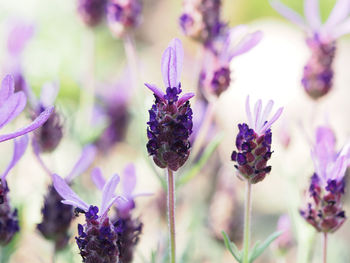 Close-up of purple flowering plants
