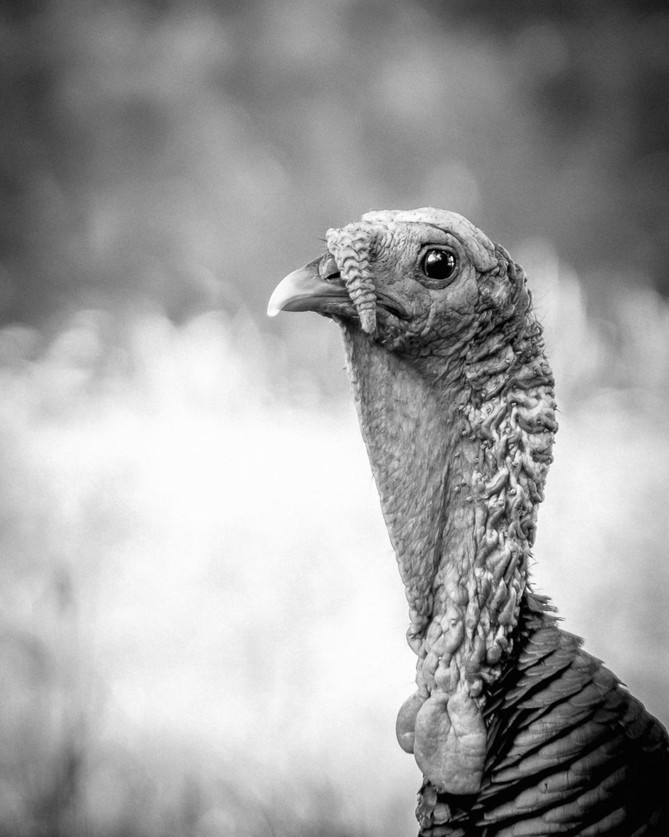 one animal, animal themes, animals in the wild, wildlife, bird, focus on foreground, close-up, animal head, beak, looking away, side view, bird of prey, nature, outdoors, day, animal body part, owl, no people, zoology, reptile