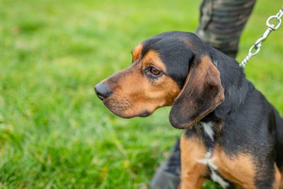 Close-up of dog looking away on field