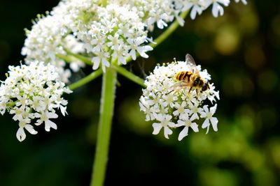 Close-up of white flowering plant