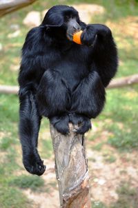 Monkey sitting on a trunk