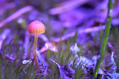 Close-up of mushroom growing on field