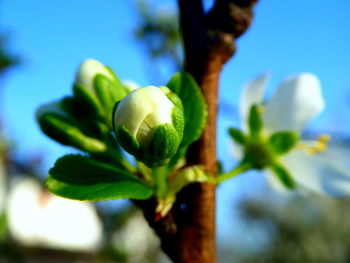 Close-up of flowering plant