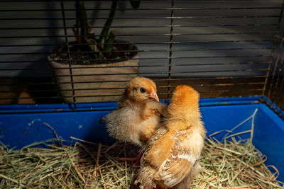 View of birds in cage