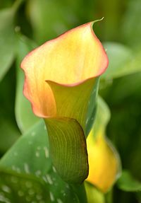 Close-up of rose flower