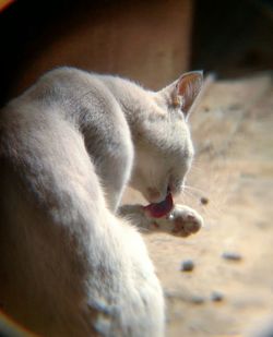 Close-up of cat yawning