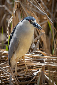 Close-up of bird perching on field
