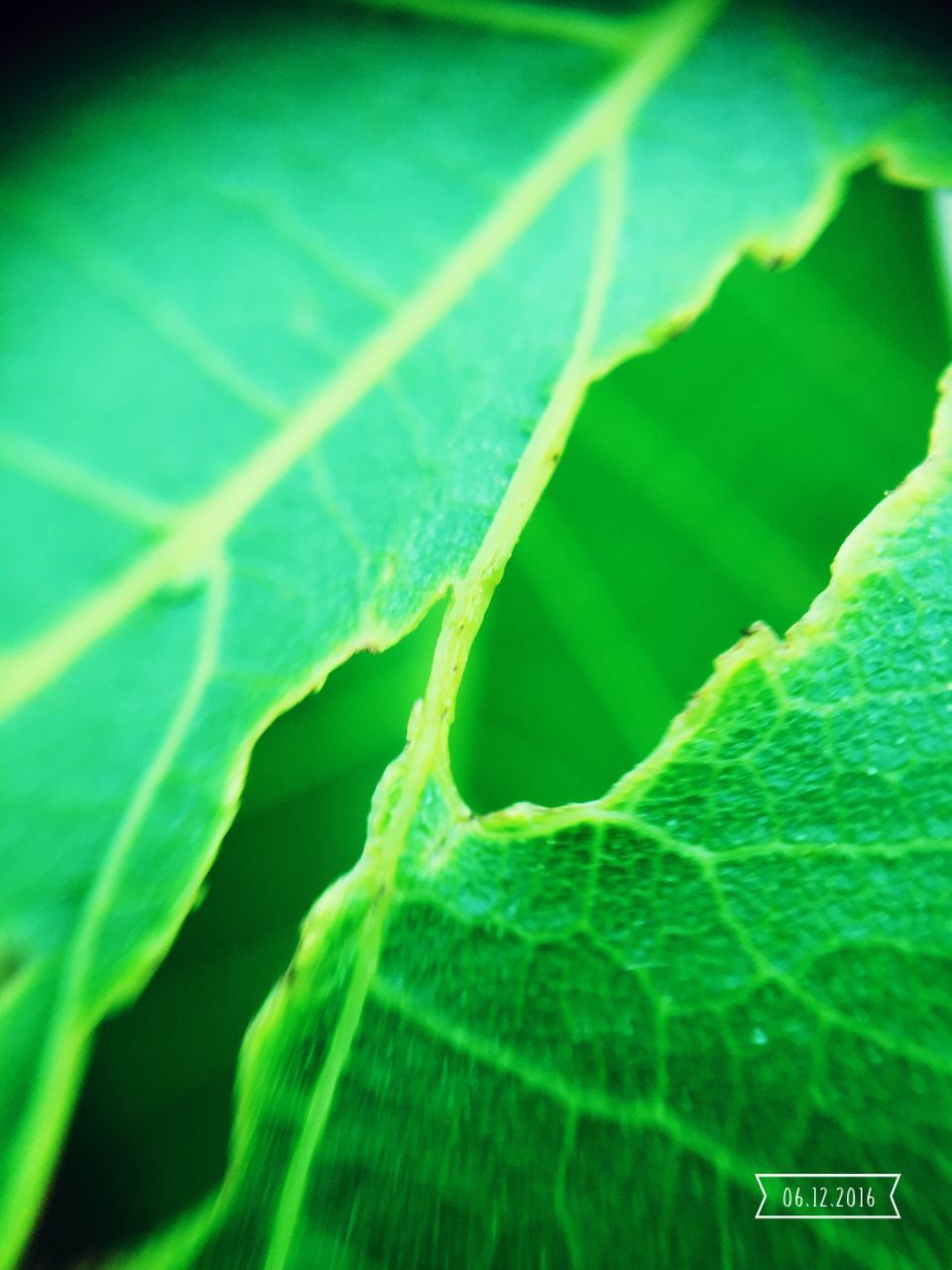 green color, close-up, leaf, green, blue, nature, text, outdoors, no people, day, growth, selective focus, communication, plant, western script, auto post production filter, backgrounds, focus on foreground, high angle view, full frame