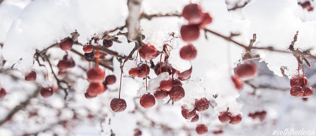 CLOSE-UP OF FROZEN TREE